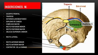 INSERCIONES M.
• OCCIPITO FRONTAL
• TRAPECIO
• ESTERNOCLEIDOMASTOIDEO
• ESPLENIO DE CABEZA
• COMPLEXO MAYOR
• RECTO POSTERIOR MENOR
• RECTO POSTERIOR MAYOR
• OBLICUO SUPERIOR O MENOR
• RECTO LATERAL
• RECTO ANTERIOR MENOR
• RECTO ANTERIOR MAYOR
• CONTRICTOR DE LA FARINGE
 