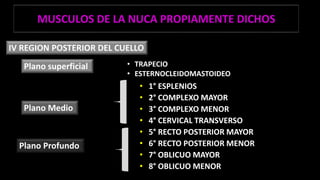 MUSCULOS DE LA NUCA PROPIAMENTE DICHOS
• 1° ESPLENIOS
• 2° COMPLEXO MAYOR
• 3° COMPLEXO MENOR
• 4° CERVICAL TRANSVERSO
• 5° RECTO POSTERIOR MAYOR
• 6° RECTO POSTERIOR MENOR
• 7° OBLICUO MAYOR
• 8° OBLICUO MENOR
IV REGION POSTERIOR DEL CUELLO
Plano superficial
Plano Medio
Plano Profundo
• TRAPECIO
• ESTERNOCLEIDOMASTOIDEO
 