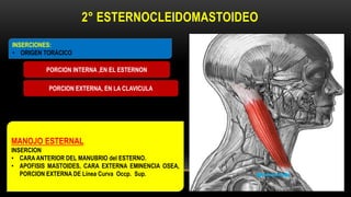 2° ESTERNOCLEIDOMASTOIDEO
INSERCIONES:
• ORIGEN TORÁCICO
MANOJO ESTERNAL
INSERCION
• CARA ANTERIOR DEL MANUBRIO del ESTERNO.
• APOFISIS MASTOIDES, CARA EXTERNA EMINENCIA OSEA,
PORCION EXTERNA DE Línea Curva Occp. Sup.
PORCION INTERNA ,EN EL ESTERNON
PORCION EXTERNA, EN LA CLAVICULA
 