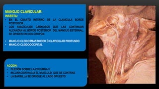 MANOJO CLAVICULAR:
INSERTA:
• EN EL CUARTO INTERNO DE LA CLAVICULA BORDE
POSTERIOR .
• LOS FASCÍCULOS CARNOSOS QUE LAS CONTINUAN
ALCANZAN AL BORDE POSTERIOR DEL MANOJO ESTERNAL,
SE DIVIDEN EN DOS GRUPOS:
• MANOJO CLEIDOSMASTOIDEO Ó CLAVICULAR PROFUNDO
• MANOJO CLEIDOOCCIPITAL
ACCION:
• FLEXIÓN SOBRE LA COLUMNA V.
• INCLINACION HACIA EL MUSCULO QUE SE CONTRAE
• LA BARBILLA SE DIRIGUE AL LADO OPUESTO
 