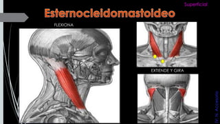 FLEXIONA
EXTIENDE Y GIRA
Superficial
IV:N.Accesorio
 