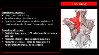 TRAPECIO
Inserciones: Internas :
• Línea curva occipital sup.
• Protuberancia occipital externa
• Ligamento cervical posterior de las Vertebras 7
cervicales hasta la 11 va o 12 va vertebra dorsal
Inserciones Externas:
 Faciculos Superiores: 1/3 externo de la clavícula y
cara sup
 Faciculos Medios: borde post del acromion
 Faciculos inferiores: cerca de escapula en la
Aponeurosis triangular de la escapula
 