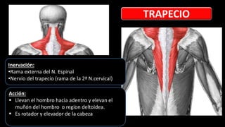 Inervación:
•Rama externa del N. Espinal
•Nervio del trapecio (rama de la 2ª N.cervical)
Acción:
 Llevan el hombro hacia adentro y elevan el
muñón del hombro o region deltoidea.
 Es rotador y elevador de la cabeza
TRAPECIO
 
