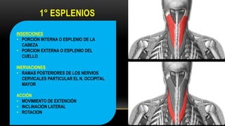 1° ESPLENIOS
INSERCIONES
• PORCIÓN INTERNA O ESPLENIO DE LA
CABEZA
• PORCION EXTERNA O ESPLENIO DEL
CUELLO
INERVACIONES
• RAMAS POSTERIORES DE LOS NERVIOS
CERVICALES PARTICULAR EL N. OCCIPITAL
MAYOR
ACCIÓN
• MOVIMIENTO DE EXTENCIÓN
• INCLINACIÓN LATERAL
• ROTACION
 