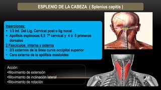 ESPLENIO DE LA CABEZA ( Splenius capitis )
Inserciones:
 1/3 Inf. Del Lig. Cervical post o lig nucal .
 Apófisis espinosas 6,5 7ª cervical y 4 ó 5 primeras
dorsales
2 Fascículos interna y externa
• 2/3 externos de la línea curva occipital superior
• Cara externa de la apófisis mastoides
Acción:
•Movimiento de extensión
•Movimiento de inclinación lateral
•Movimiento de rotación
 