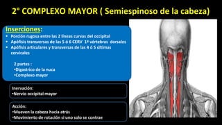 Inserciones:
 Porción rugosa entre las 2 líneas curvas del occipital
 Apófisis transversas de las 5 ó 6 CERV 1ª vértebras dorsales
 Apófisis articulares y transversas de las 4 ó 5 últimas
cervicales
2 partes :
•Digastrico de la nuca
•Complexo mayor
Inervación:
•Nervio occipital mayor
Acción:
•Mueven la cabeza hacia atrás
•Movimiento de rotación si uno solo se contrae
2° COMPLEXO MAYOR ( Semiespinoso de la cabeza)
 