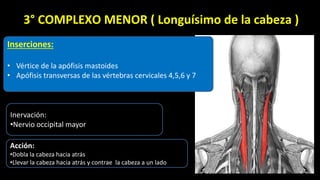 Inervación:
•Nervio occipital mayor
Acción:
•Dobla la cabeza hacia atrás
•Llevar la cabeza hacia atrás y contrae la cabeza a un lado
3° COMPLEXO MENOR ( Longuísimo de la cabeza )
Inserciones:
• Vértice de la apófisis mastoides
• Apófisis transversas de las vértebras cervicales 4,5,6 y 7
 