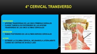 4° CERVICAL TRANSVERSO
INSERCIONES
• APOFISIS TRANSVERSAS DE LAS CINCO PRIMERAS DORSALES
• FIJARSE TUBERCULOS POSTERIORES DE LAS APOFISIS
TRANSVERSAS DE LAS CINCO ULTIMAS CERVICALES
INERVACION
• RAMAS POSTERIORES DE LOS ULTIMOS NERVIOS CERVICALES
ACCION
• EXTIENDE LA COLUMNA CERVICAL, INCLINANDOLA LATERALMENTE
CUANDO SE CONTRAE DE UN SOLO LADO
 