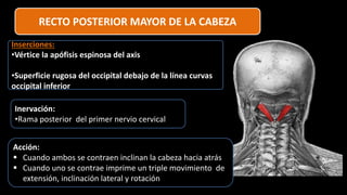 RECTO POSTERIOR MAYOR DE LA CABEZA
Inserciones:
•Vértice la apófisis espinosa del axis
•Superficie rugosa del occipital debajo de la línea curvas
occipital inferior
Inervación:
•Rama posterior del primer nervio cervical
Acción:
 Cuando ambos se contraen inclinan la cabeza hacia atrás
 Cuando uno se contrae imprime un triple movimiento de
extensión, inclinación lateral y rotación
 