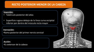 RECTO POSTERIOR MENOR DE LA CABEZA
Inserción:
• Tubérculo posterior del atlas
• Superficie rugosa debajo de la línea curva occipital
inferior por dentro del músculo recto mayor
Inervación:
•Rama posterior del primer nervio cervical
Acción:
•Es extensor de la cabeza
 