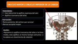 OBLICUO MAYOR U OBLICUO INFERIOR DE LA CABEZA
Inserciones:
 Cara lateral de la apófisis espinosa del axis
 Apófisis transversa del atlas
Inervación:
•Rama posterior del primer par cervical
•Nervio occipital mayor
Acción:
•Aproxima la apófisis transversa del atlas a la línea
media, esta apófisis al mismo tiempo comunica a
la cabeza un movimiento de rotación
 