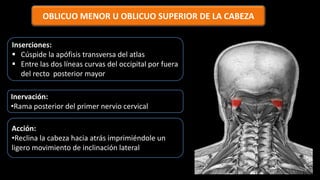 OBLICUO MENOR U OBLICUO SUPERIOR DE LA CABEZA
Inserciones:
 Cúspide la apófisis transversa del atlas
 Entre las dos líneas curvas del occipital por fuera
del recto posterior mayor
Inervación:
•Rama posterior del primer nervio cervical
Acción:
•Reclina la cabeza hacia atrás imprimiéndole un
ligero movimiento de inclinación lateral
 