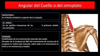 Angular del Cuello o del omoplato
SE DIREJE :
En las apófisis transversas de las 4 primeras vérteb
ras cervicales
INSERCIONES :
En el borde vertebral y superior de la escápula.
FUNCION:
Estabilizador de los movimientos laterales del cuello.
Elevador de la escápula (el 50% del movimiento de ascenso de la
escápula lo realiza este músculo, sobre todo si el movimiento es
lento y sin resistencia) y rotador.
 