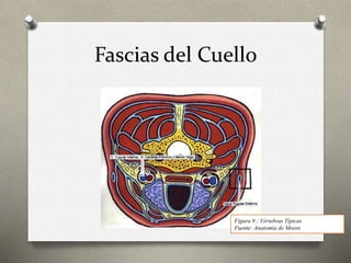 Fascias del Cuello
Figura 9 : Vértebras Típicas
Fuente: Anatomía de Moore