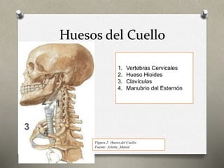 Huesos del Cuello
1. Vertebras Cervicales
2. Hueso Hioides
3. Clavículas
4. Manubrio del Esternón
Figura 2: Hueso del Cuello
Fuente: Arlette_Matod.