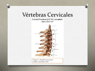 Vértebras Cervicales
Figura 3: Vertebras Cervicales
Fuente: Ana Diaz, 2014