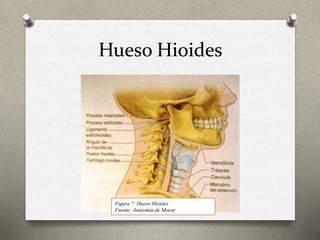 Hueso Hioides
Figura 7: Hueso Hioides
Fuente: Anatomía de Moore