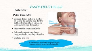 Arterias
Pulso Carotídeo
• Colocar dedos índice y medio
en forma de gancho por dentro
del borde medial del ECM, en
la mitad inferior del cuello.
• Presionar la arteria carótida
• Palpar debajo de una línea
imaginaria del cartílago tiroides
• Un lado a la vez
Linea
Imaginaria
Si además de los latidos se palpa algún
frénito arterial, realizar auscultación.
VASOS DEL CUELLO
 