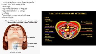 *vasos sanguíneos como: la vena yugular
interna y las arterias carótida
*la laringe
*la parte superior de la tráquea
*la parte inferior de la faringe
*esófago
*glándulas tiroidea, paratiroideas y
submandibular
 