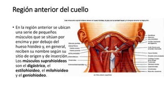 Región anterior del cuello
• En la región anterior se ubican
una serie de pequeños
músculos que se sitúan por
encima y por debajo del
hueso hioideo y, en general,
reciben su nombre según su
sitio de origen y de inserción.
Los músculos suprahioideos
son el digástrico, el
estilohioideo, el milohioideo
y el geniohiodeo.
 
