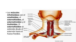 • Los músculos
infrahioideos son el
omohioideo, el
esternohioideo, el
esternotiroideo y el
tirohioideo. El
esternohioideo se
extiende desde el
esternón hasta el
hueso hioideo.
 