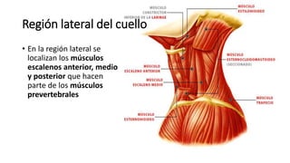 Región lateral del cuello
• En la región lateral se
localizan los músculos
escalenos anterior, medio
y posterior que hacen
parte de los músculos
prevertebrales
 