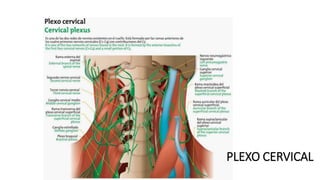 PLEXO CERVICAL
 