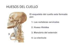 HUESOS DEL CUELLO
 