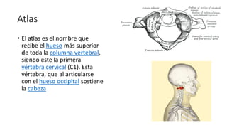 Atlas
• El atlas es el nombre que
recibe el hueso más superior
de toda la columna vertebral,
siendo este la primera
vértebra cervical (C1). Esta
vértebra, que al articularse
con el hueso occipital sostiene
la cabeza
 