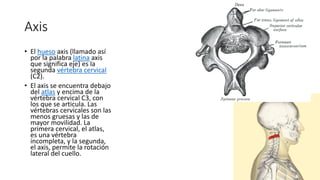 Axis
• El hueso axis (llamado así
por la palabra latina axis
que significa eje) es la
segunda vértebra cervical
(C2).
• El axis se encuentra debajo
del atlas y encima de la
vértebra cervical C3, con
los que se articula. Las
vértebras cervicales son las
menos gruesas y las de
mayor movilidad. La
primera cervical, el atlas,
es una vértebra
incompleta, y la segunda,
el axis, permite la rotación
lateral del cuello.
 