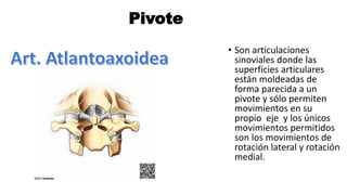 Pivote
• Son articulaciones
sinoviales donde las
superficies articulares
están moldeadas de
forma parecida a un
pivote y sólo permiten
movimientos en su
propio eje y los únicos
movimientos permitidos
son los movimientos de
rotación lateral y rotación
medial.
 