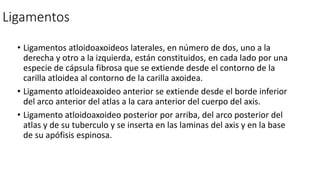 Ligamentos
• Ligamentos atloidoaxoideos laterales, en número de dos, uno a la
derecha y otro a la izquierda, están constituidos, en cada lado por una
especie de cápsula fibrosa que se extiende desde el contorno de la
carilla atloidea al contorno de la carilla axoidea.
• Ligamento atloideaxoideo anterior se extiende desde el borde inferior
del arco anterior del atlas a la cara anterior del cuerpo del axis.
• Ligamento atloidoaxoideo posterior por arriba, del arco posterior del
atlas y de su tuberculo y se inserta en las laminas del axis y en la base
de su apófisis espinosa.
 