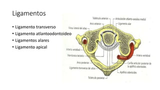 Ligamentos
• Ligamento transverso
• Ligamento atlantoodontoideo
• Ligamentos alares
• Ligamento apical
 