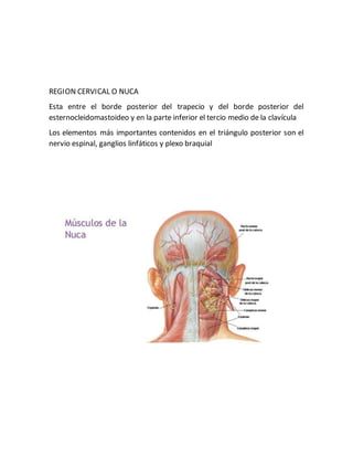 REGION CERVICAL O NUCA
Esta entre el borde posterior del trapecio y del borde posterior del
esternocleidomastoideo y en la parte inferior el tercio medio de la clavícula
Los elementos más importantes contenidos en el triángulo posterior son el
nervio espinal, ganglios linfáticos y plexo braquial
 