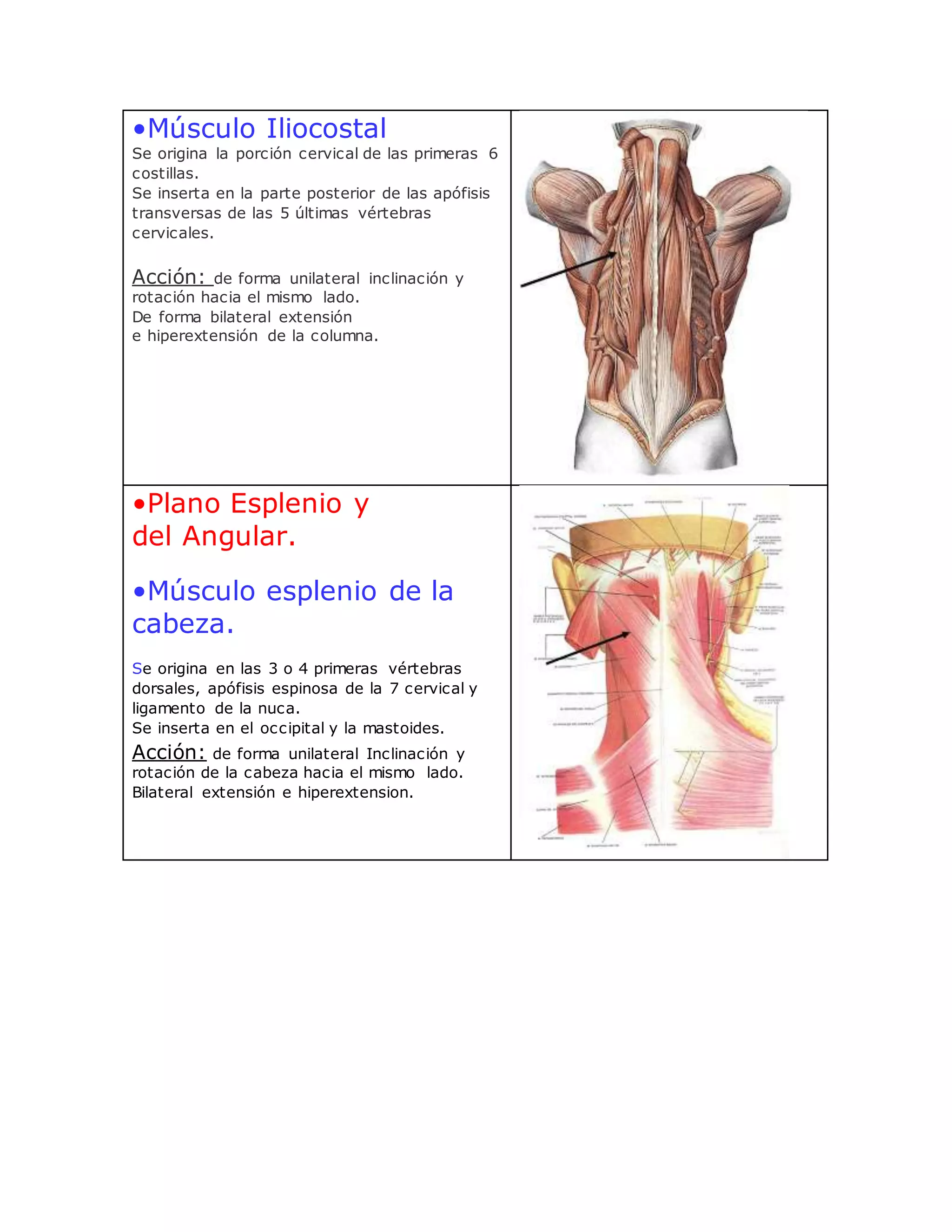 musculos de cuello | DOCX