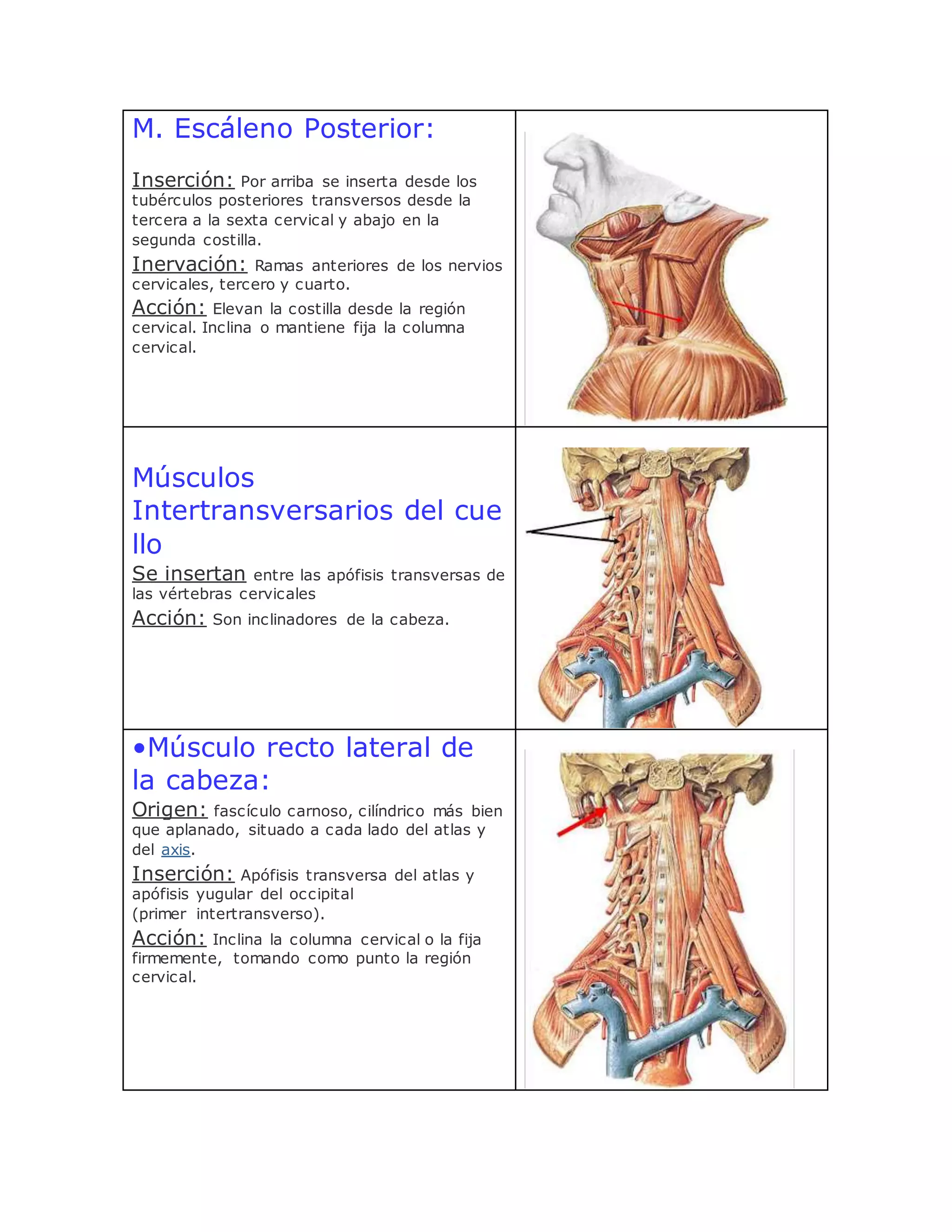 Cuello Rigido musculos de cuello | DOCX