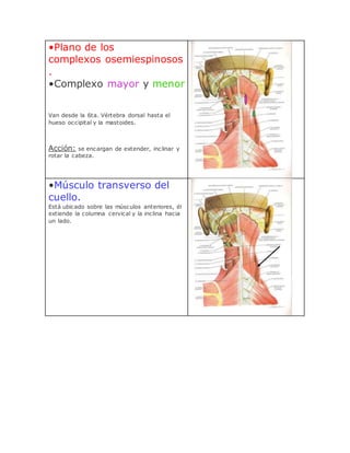 •Plano de los
complexos osemiespinosos
.
•Complexo mayor y menor
Van desde la 6ta. Vértebra dorsal hasta el
hueso occipital y la mastoides.
Acción: se encargan de extender, inclinar y
rotar la cabeza.
•Músculo transverso del
cuello.
Está ubicado sobre las músculos anteriores, él
extiende la columna cervical y la inclina hacia
un lado.
 