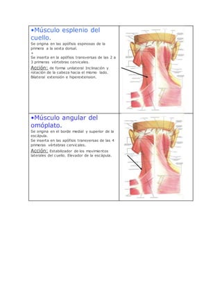•Músculo esplenio del
cuello.
Se origina en las apófisis espinosas de la
primera a la sexta dorsal.
+
Se inserta en la apófisis transversas de las 2 a
3 primeras vértebras cervicales.
Acción: de forma unilateral Inclinación y
rotación de la cabeza hacia el mismo lado.
Bilateral extensión e hiperextension.
•Músculo angular del
omóplato.
Se origina en el borde medial y superior de la
escápula.
Se inserta en las apófisis transversas de las 4
primeras vértebras cervicales.
Acción: Estabilizador de los movimientos
laterales del cuello. Elevador de la escápula.
 
