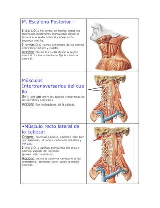 M. Escáleno Posterior:
Inserción: Por arriba se inserta desde los
tubérculos posteriores transversos desde la
tercera a la sexta cervical y abajo en la
segunda costilla.
Inervación: Ramas anteriores de los nervios
cervicales, tercero y cuarto.
Acción: Elevan la costilla desde la región
cervical. Inclina o mantiene fija la columna
cervical.
Músculos
Intertransversarios del cue
llo
Se insertan entre las apófisis transversas de
las vértebras cervicales
Acción: Son inclinadores de la cabeza.
•Músculo recto lateral de
la cabeza:
Origen: fascículo carnoso, cilíndrico más bien
que aplanado, situado a cada lado del atlas y
del axis.
Inserción: Apófisis transversa del atlas y
apófisis yugular del occipital
(primer intertransverso).
Acción: Inclina la columna cervical o la fija
firmemente, tomando como punto la región
cervical.
 
