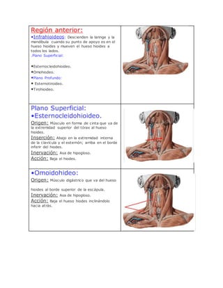 Región anterior:
•Infrahioideos: Descienden la laringe y la
mandíbula cuando su punto de apoyo es en el
hueso hioides y mueven el hueso hioides a
todos los lados.
.Plano Superficial:
•Esternocleidohioideo.
•Omohiodeo.
•Plano Profundo:
• Esternotiroideo.
•Tirohioideo.
Plano Superficial:
•Esternocleidohioideo.
Origen: Músculo en forma de cinta que va de
la extremidad superior del tórax al hueso
hioides.
Inserción: Abajo en la extremidad interna
de la clavícula y el esternón; arriba en el borde
inferir del hiodes.
Inervación: Asa de hipogloso.
Acción: Baja el hiodes.
•Omoidohideo:
Origen: Músculo digástrico que va del hueso
hioides al borde superior de la escápula.
Inervación: Asa de hipogloso.
Acción: Baja el hueso hiodes inclinándolo
hacia atrás.
 