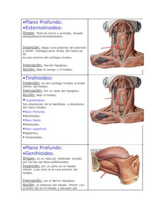 •Plano Profundo:
•Esternotiroideo:
Origen: Músculo ancho y acintado, situado
debajodelesternocleidohioideo.
Inserción: Abajo cara posterior del esternón
y primer cartílagocostal. Arriba del tubérculo
de
la cara externa del cartílago tiroides.
Inervación: Asa del hipogloso.
Acción: Baja la laringe y el hioides.
•Tirohioideo:
Inserción: Va del cartílago tiroides al borde
inferior del hioides.
Inervación: Por un ramo del hipogloso.
Acción: Baja el hioides.
• Suprahioideos:
Son depresores de la mandíbula y elevadores
del hueso hioides.
•Plano Profundo:
•Genihioideo.
•Plano Medio:
•Milohioideo.
•Plano superficial:
•Digástrico.
• Estilohioideo.
•Plano Profundo:
•Genihioideo.
Origen: es un músculo cilindroide situado
por encima del MúsculoMilohioideo.
Inserción: por un parte en el maxilar
inferior y por otra en la cara anterior del
hioides.
Inervación: por el Nervio hipogloso.
Acción: es depresor del maxilar inferior con
el punto fijo en el hioides y elevador del
 