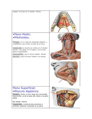 hioides si se fija en el maxilar inferior.
•Plano Medio:
•Milohioideo.
Origen: es un músculo aplanado delgado y
cuadrilátero que forma el suelo de la boca.
Inserción se inserta por arriba en el maxilar
inferior; por abajo en el hiodes y en la línea
blanca suprahiodea.
Inervación: por el nervio maxilar inferior.
Acción: eleva el hueso hiodes y la lengua.
Plano Superficial:
•Músculo digástrico.
Origen: forma un arco largo de concavidad
hacia arriba va de la base del cráneo a la parte
media
del maxilar inferior.
Inserción: consta de dos porciones o
vientres: posterior insertado en la parte
 