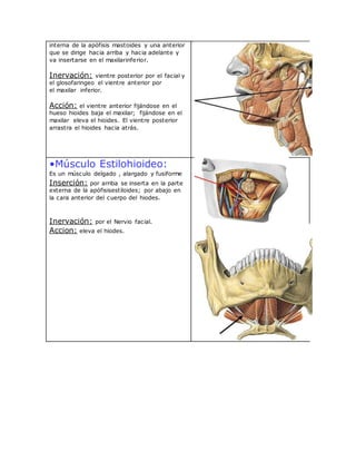 interna de la apófisis mastoides y una anterior
que se dirige hacia arriba y hacia adelante y
va insertarse en el maxilarinferior.
Inervación: vientre posterior por el facial y
el glosofaringeo el vientre anterior por
el maxilar inferior.
Acción: el vientre anterior fijándose en el
hueso hioides baja el maxilar; fijándose en el
maxilar eleva el hioides. El vientre posterior
arrastra el hioides hacia atrás.
•Músculo Estilohioideo:
Es un músculo delgado , alargado y fusiforme
Inserción: por arriba se inserta en la parte
externa de la apófisisestiloides; por abajo en
la cara anterior del cuerpo del hiodes.
Inervación: por el Nervio facial.
Accion: eleva el hiodes.
 
