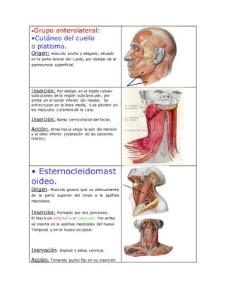 •Grupo anterolateral:
•Cutáneo del cuello
o platisma.
Origen: músculo ancho y delgado, situado
en la parte lateral del cuello, por debajo de la
aponeurosis superficial.
Inserción: Por debajo en el tejido celular
subcutáneo de la región subclavicular, por
arriba en el borde inferior del maxilar. Se
entrecruzan en la línea media, y se pierden en
los músculos cutáneos de la cara.
Inserción: Rama cervicofacial del facial.
Acción: Atrae hacia abajo la piel del mentón
y el labio inferior (expresión de las pasiones
tristes).
• Esternocleidomast
oideo.
Origen: Músculo grueso que va oblicuamente
de la parte superior del tórax a la apófisis
mastoides.
Inserción: Formado por dos porciones.
El fascículo esternal y el clavicular. Por arriba
se inserta en la apófisis mastoides del hueso
Temporal y en el hueso occipital.
Inervación: Espinal y plexo cervical.
Acción: Tomando punto fijo en su inserción
 