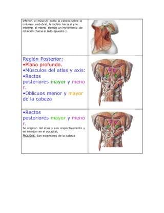 inferior, el músculo dobla la cabeza sobre la
columna vertebral, la inclina hacia si y le
imprime al mismo tiempo un movimiento de
rotación (hacia el lado opuesto ).
Región Posterior:
•Plano profundo.
•Músculos del atlas y axis:
•Rectos
posteriores mayor y meno
r.
•Oblicuos menor y mayor
de la cabeza
•Rectos
posteriores mayor y meno
r.
Se originan del atlas y axis respectivamente y
se insertan en el occipital,
Acción: Son extensores de la cabeza
 