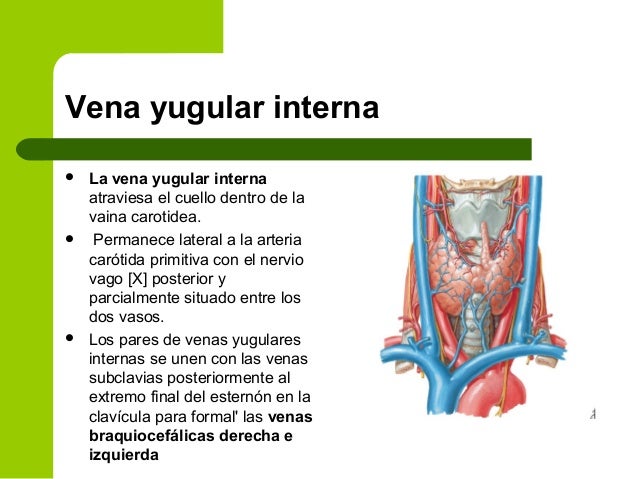 Cuello 9-1