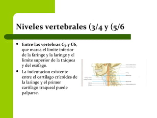 Niveles vertebrales (3/4 y (5/6
 Entre las vertebras C5 y C6,
que marca el limite inferior
de la faringe y la laringe y el
limite superior de la tráquea
y del esófago.
 La indentacion existente
entre el cartílago cricoides de
la laringe y el primer
cartílago traqueal puede
palparse.
 