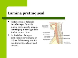 Lamina pretraqueal
 Posteriormente la fascia
bucofaríngea forma la
lamina pretraqueal y separa
la faringe y el esófago de la
lamina prevertebral.
 La fascia bucofaringea
comienza superiormente en
la base del craneo y termina
inferiormente en la cavidad
torácica.
 