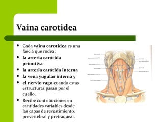 Vaina carotidea
 Cada vaina carotidea es una
fascia que rodea:
 la arteria carótida
primitiva
 la arteria carótida interna
 la vena yugular interna y
 el nervio vago cuando estas
estructuras pasan por el
cuello.
 Recibe contribuciones en
cantidades variables desde
las capas de revestimiento.
prevertebral y pretraqueal.
 