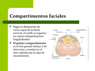 Compartimentos faciales
 Según la disposición de
varias capas de la fascia
cervical, el cuello se organiza
en cuatro compartimentos
longitudinales:
 El primer compartimiento
es el mas grande incluye a los
otros tres y consiste en el
área rodeada par la capa de
revestimiento.
 